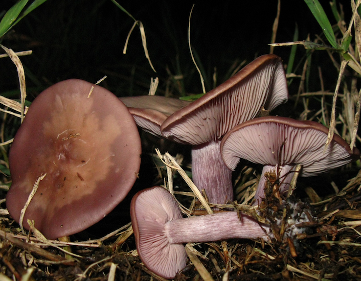 Wood Blewit.png