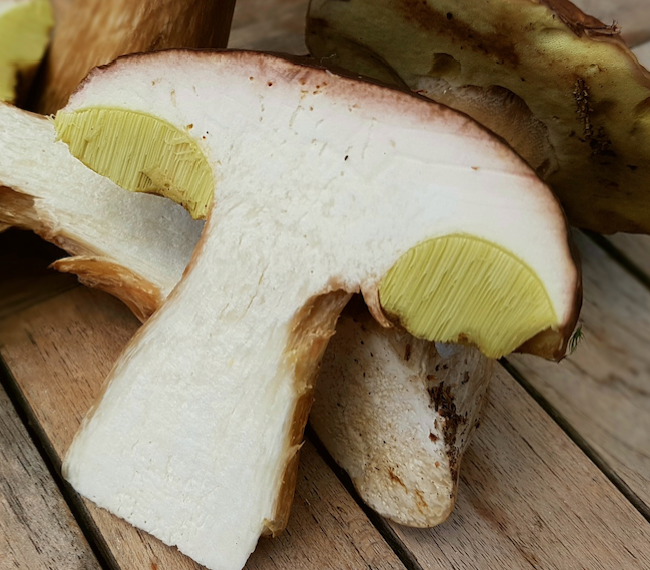 Boletus edulis — THE WILD FOOD HUNTRESS