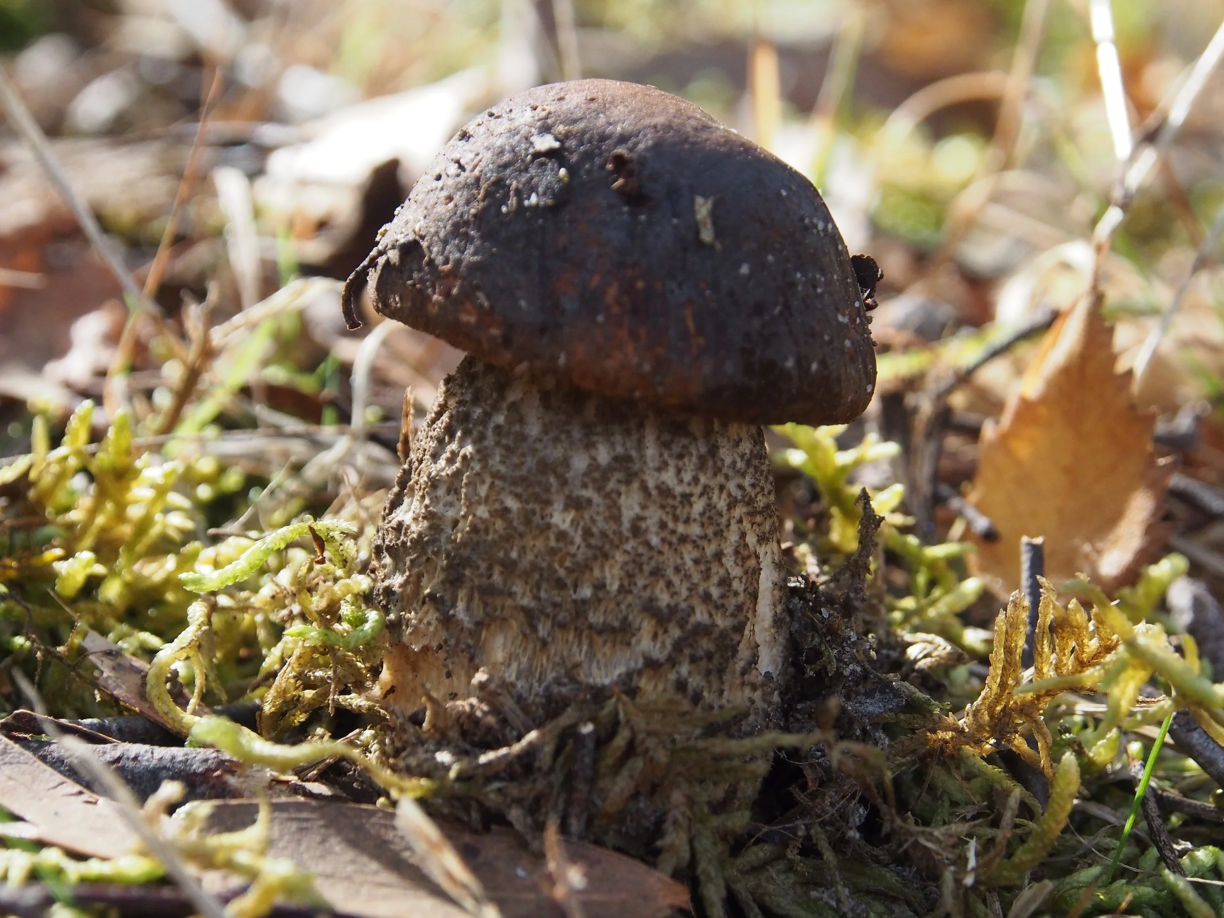 Birch Bolete.jpg