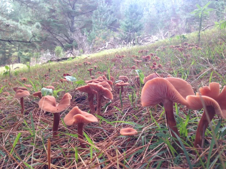 Laccaria in grass.jpg