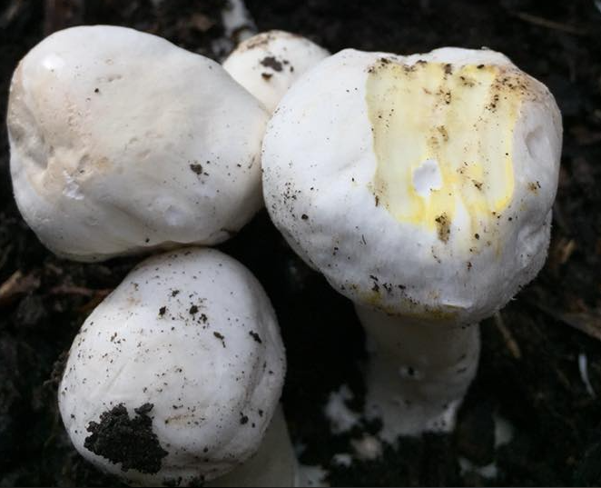 Yellow Stainer cap.PNG