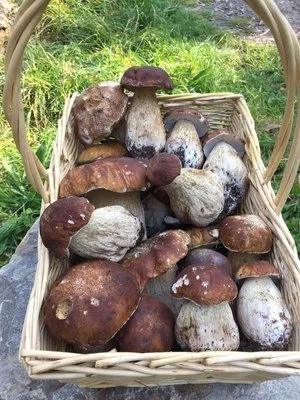 The Wild Food Huntress Mushroom Masterclass! Kuitpo  The Avenues Picnic Area.  Black Nursery Rd