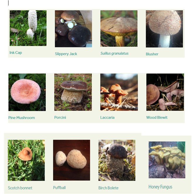 The Wild Food Huntress Mushroom Masterclass Chalks Campground Mt Crawford  