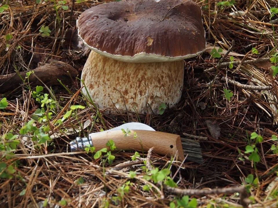 The Wild Food Huntress Mushroom Masterclass  Chalks Campground Mt Crawford