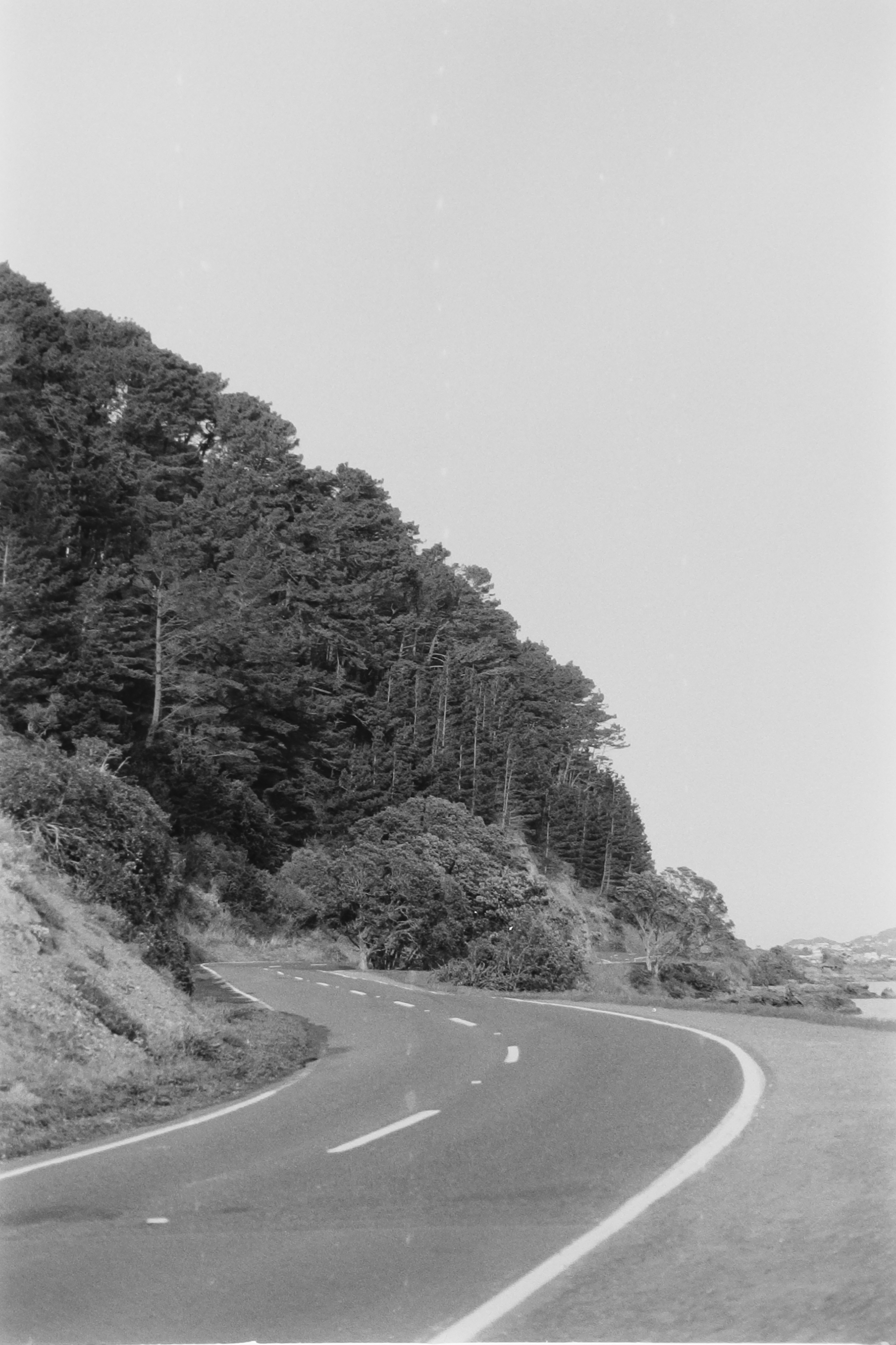 P_Jun_2026.El-RoadCurveTrees.png