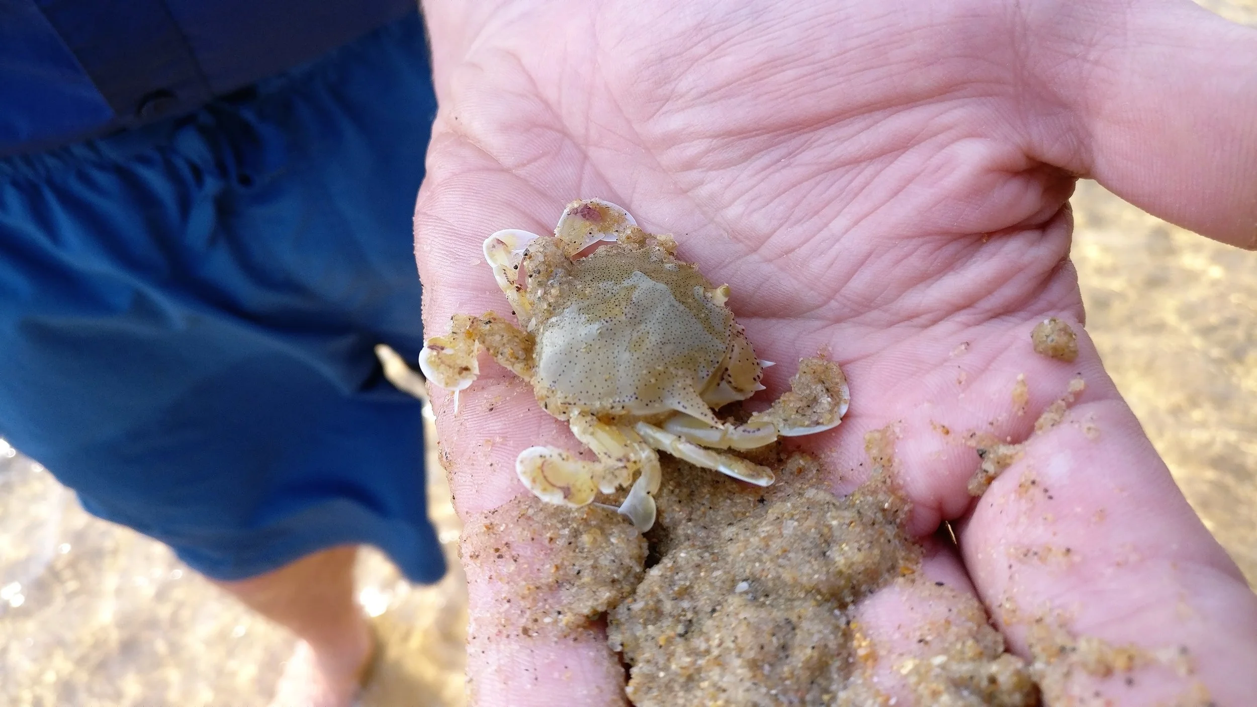 These crabs have adapted for swimming in the estuary currents
