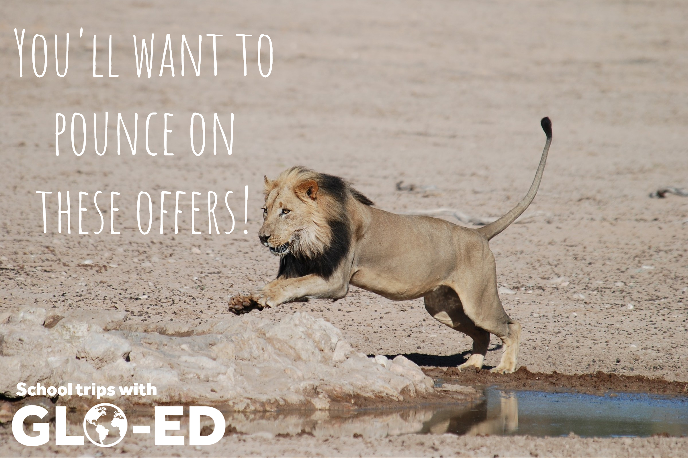 lionpounceoffer.png