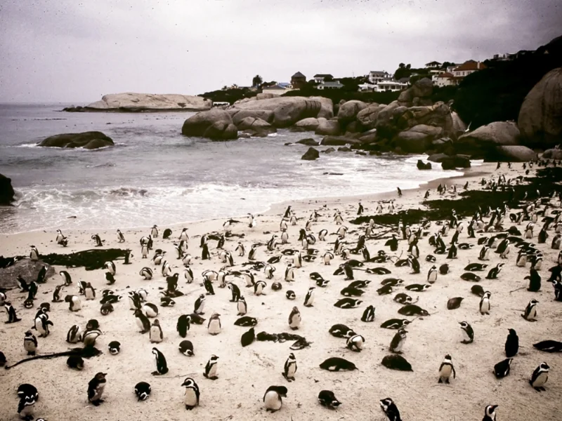 A colony of penguins on a beach. They have migrated, rather accidentially, from Antarctica