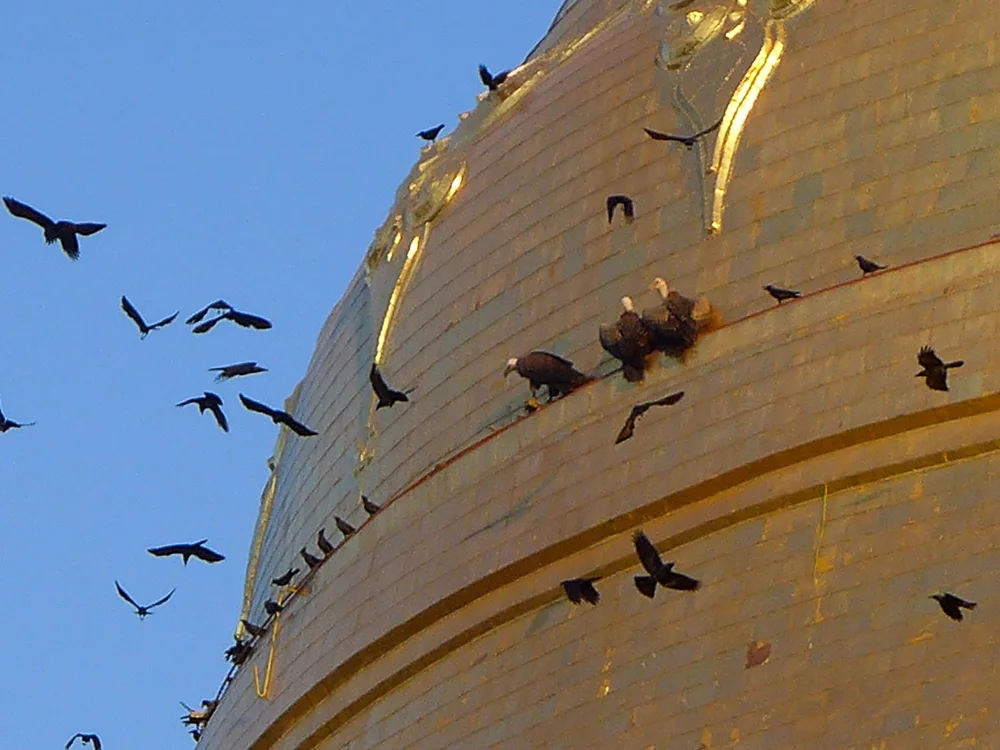 The vultures, surrounded by agitated crows.