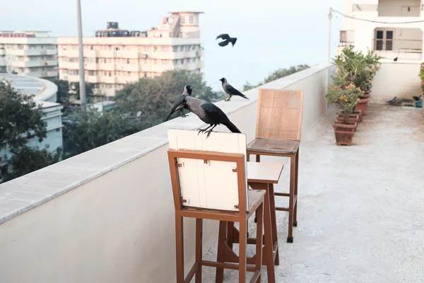 My hotel had a roof terrace. I arrived at seven in the morning, so I had a chai up there before I took off to explore the city. And crows actually run the country. They are everywhere.