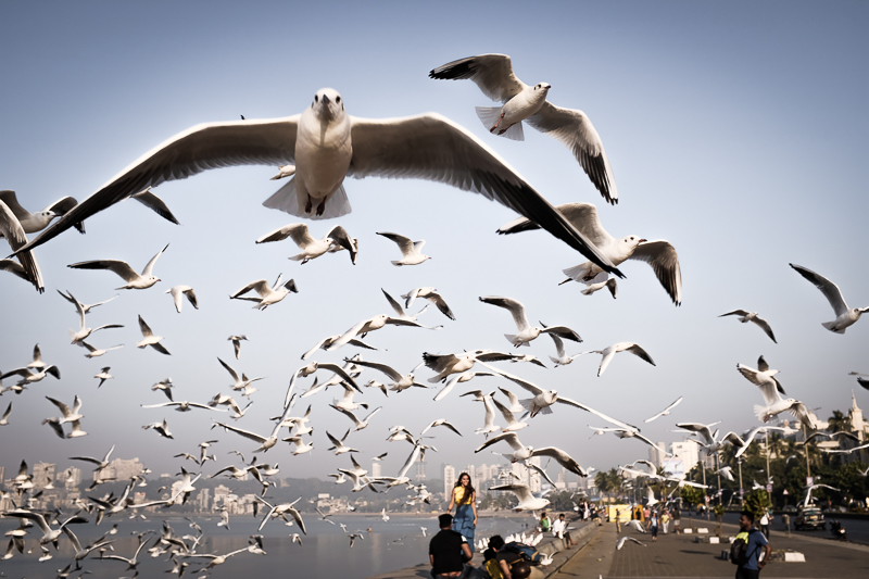 Seagulls are surprisingly rare along the coast, especially down in Goa. This is actually the only place where I have seen any, and they stuck in a big group. I strongly suspect that this has to do with the crows. They don´t like competition.