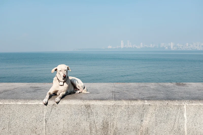 Dogs are, besides crows, the other predominant species in Indian street life. Not all of them are as shanti as this one. Let´s say, you want to carry a stick walking the villages at night. Or a shotgun.