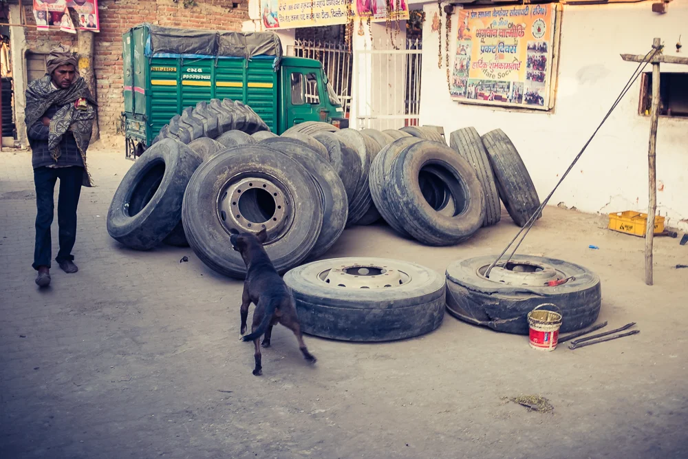 Did I mention that dogs can be very annoying in India?