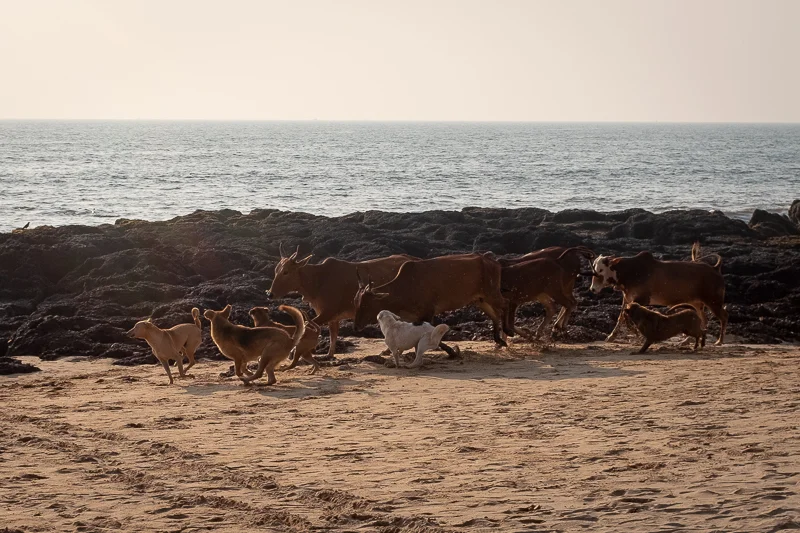Beach dogs chasing cows.