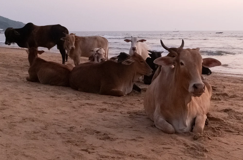 Anjuna-40.jpg