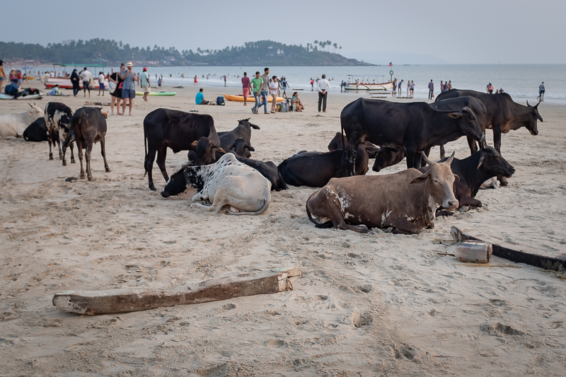 Goa-17.jpg