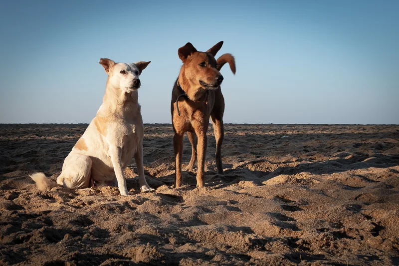 The beach-dogs were friendly.