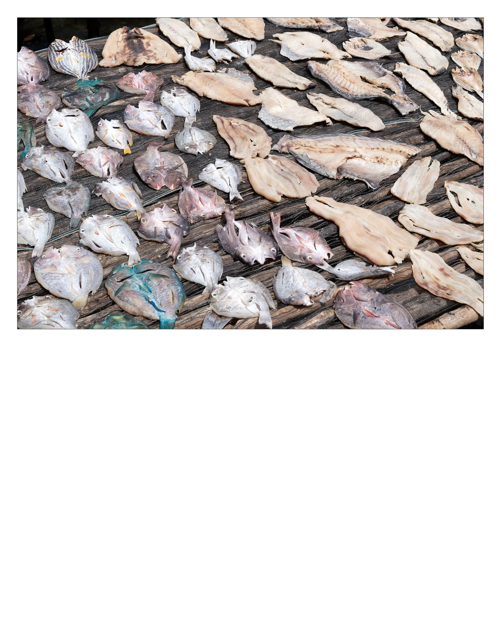 Ayau-65.jpg