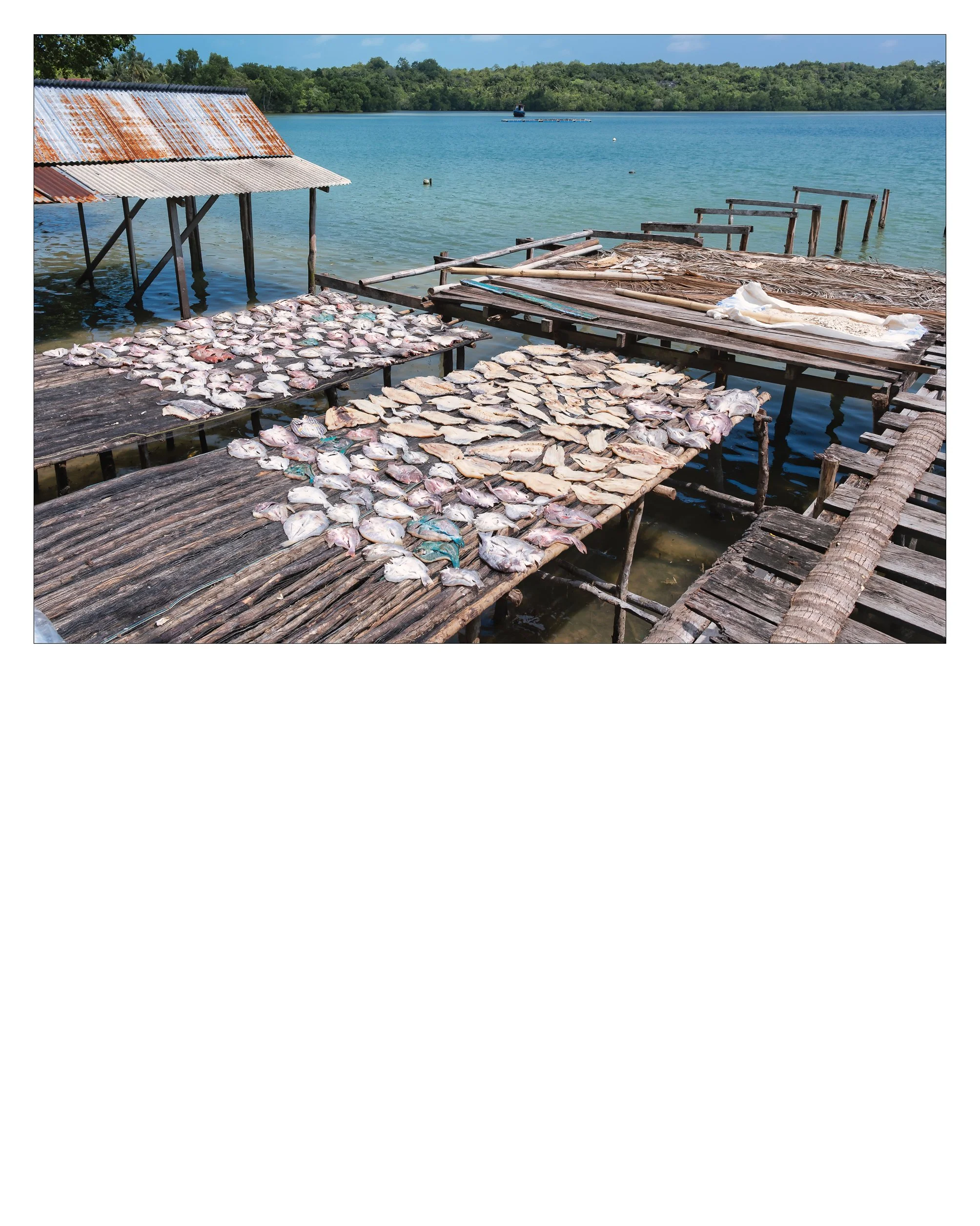 Ayau-64.jpg