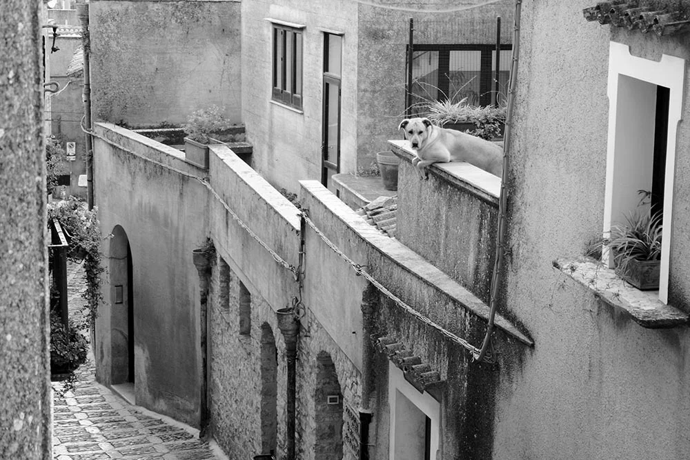 Black and white photo of a dog on a rooftop in Erice, Sicily.