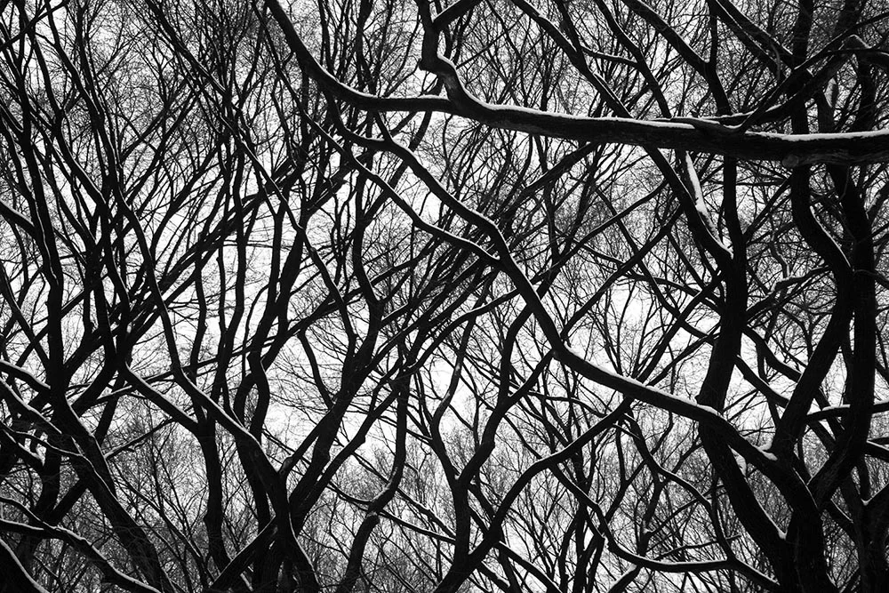 Black and white photograph of tangled trees and branches in New York City's "Literary Walk" in Central Park.