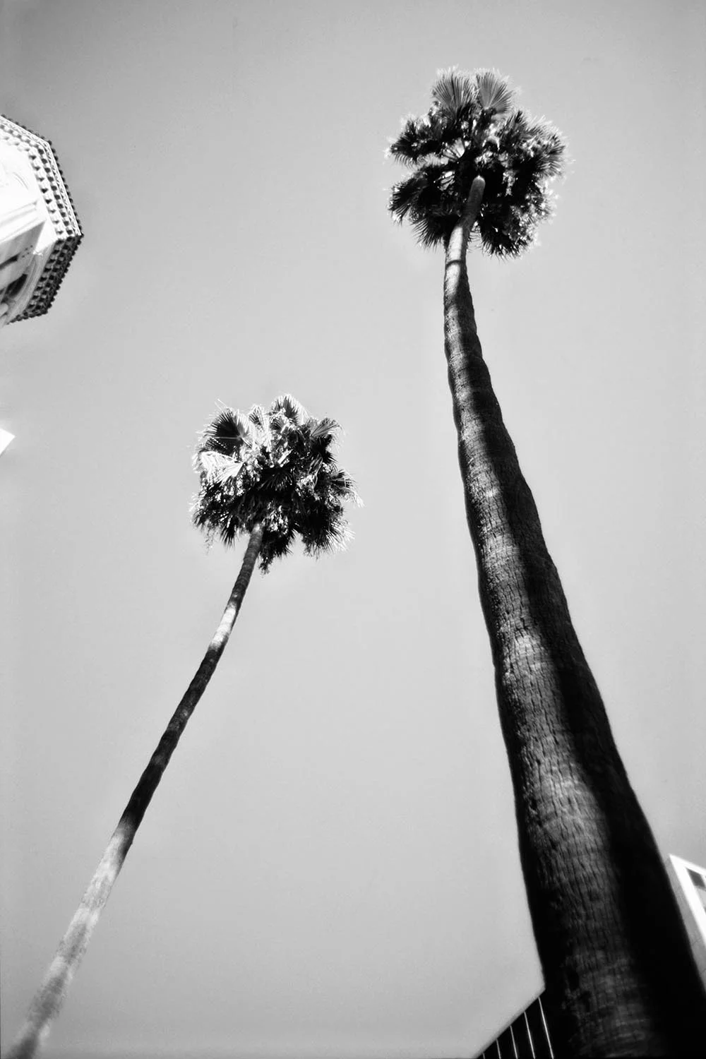 Black and white photograph of two tall palm trees in Los Angeles.