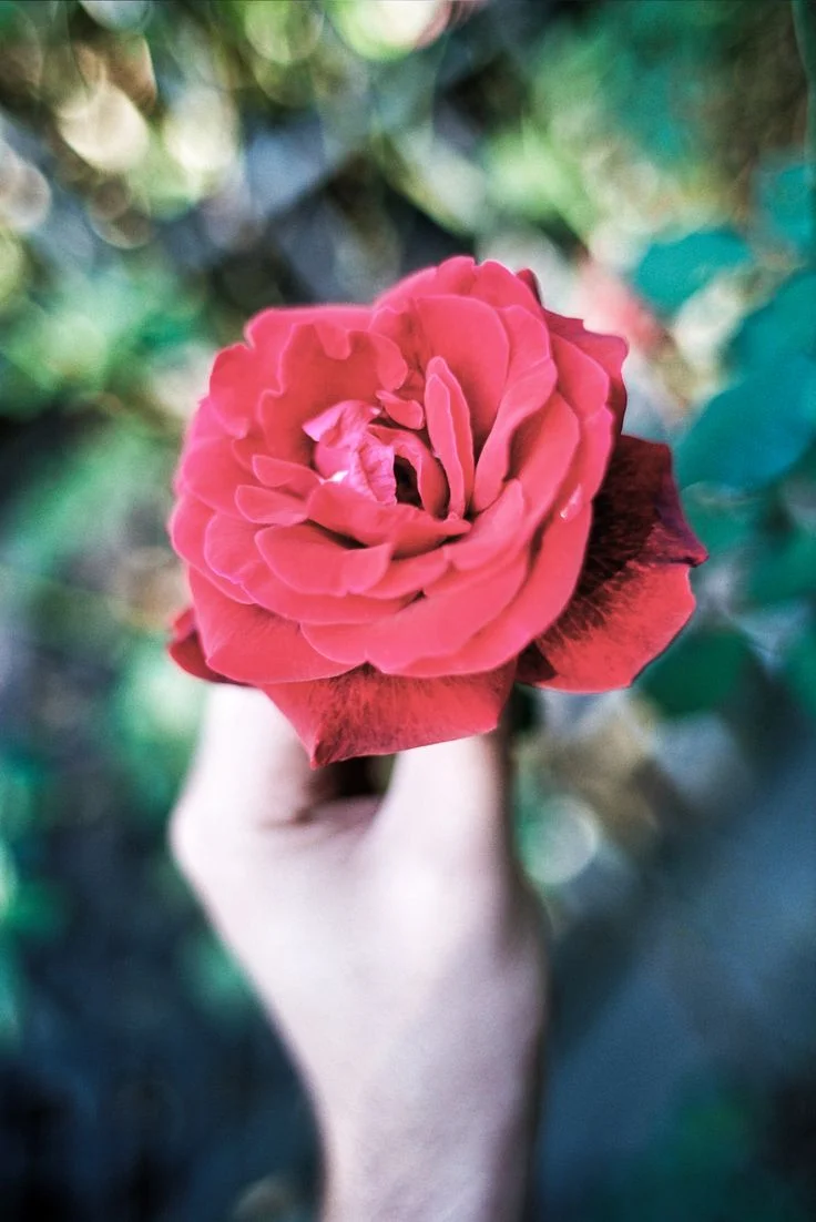 A rose photographed with a Canon 28MM f1.8 lens, shot wide open with Kodak 100UC film.
