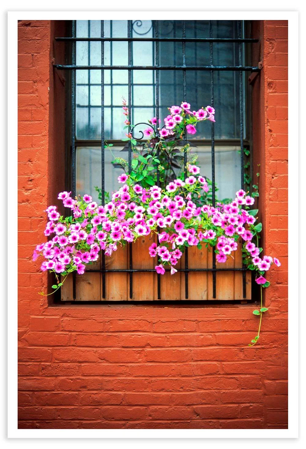 In what other city would you see flowers on the sill of a boarded-up window?