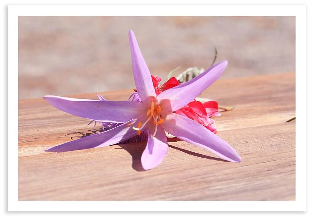 An Italian wildflower on a wooden picnic table with sunlight overhead. Exif Data: 1/200 sec ; f/20.0 ; ISO 500
