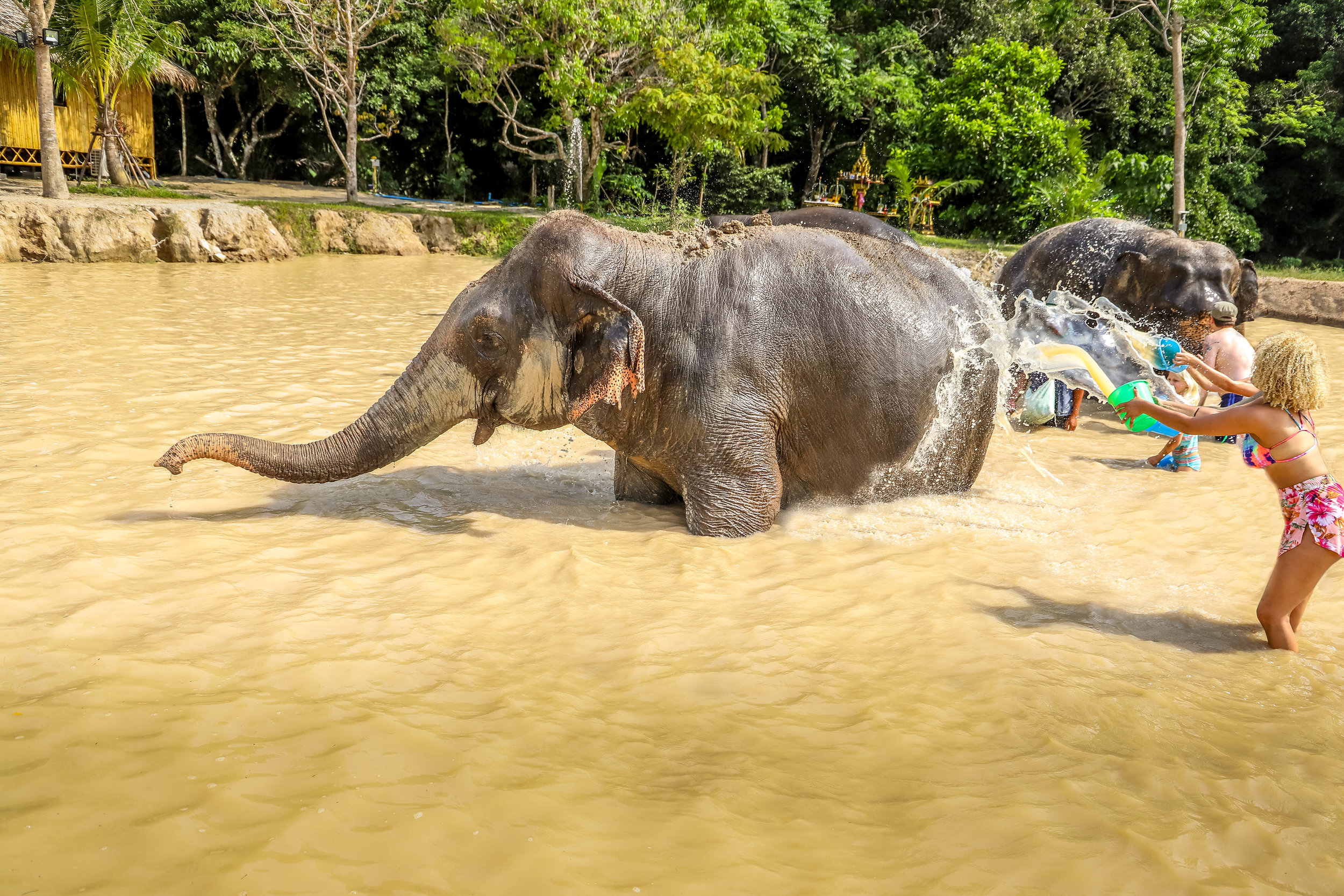 elephant tour phuket