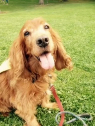 Rufus, who suffered from terrible anxiety while at the Toronto Humane Society, is now relaxed and happy in his new home, with the help of Tellington Ttouch!