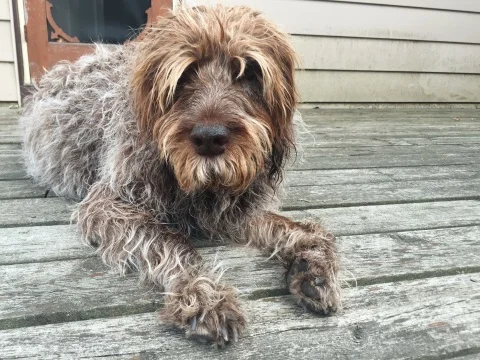 Dear, dear Jesse. Regular canine massage kept him with the issues that often plague older dogs, and helped keep him comfortable.