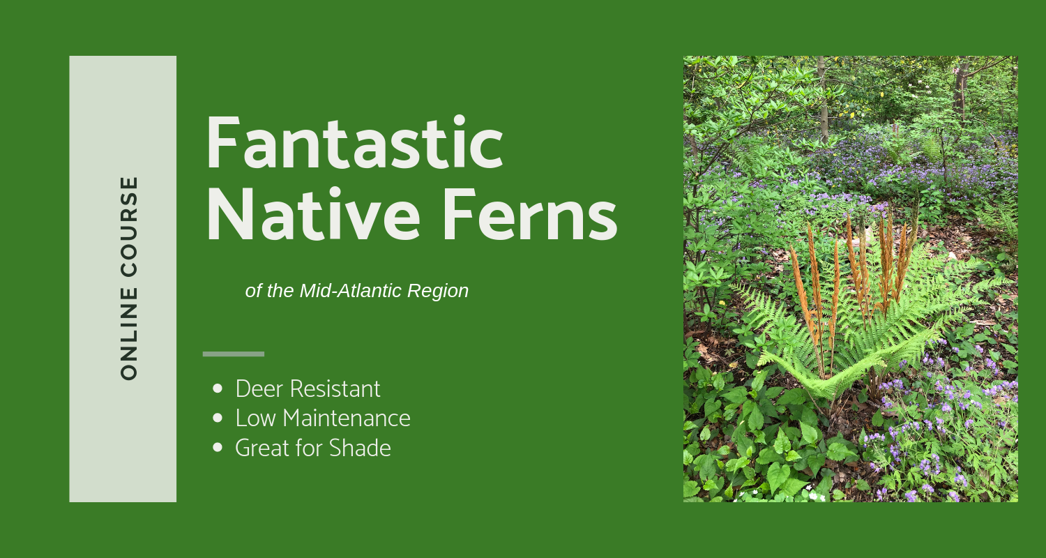 Fantastic Ferns Course Banner_-2.png
