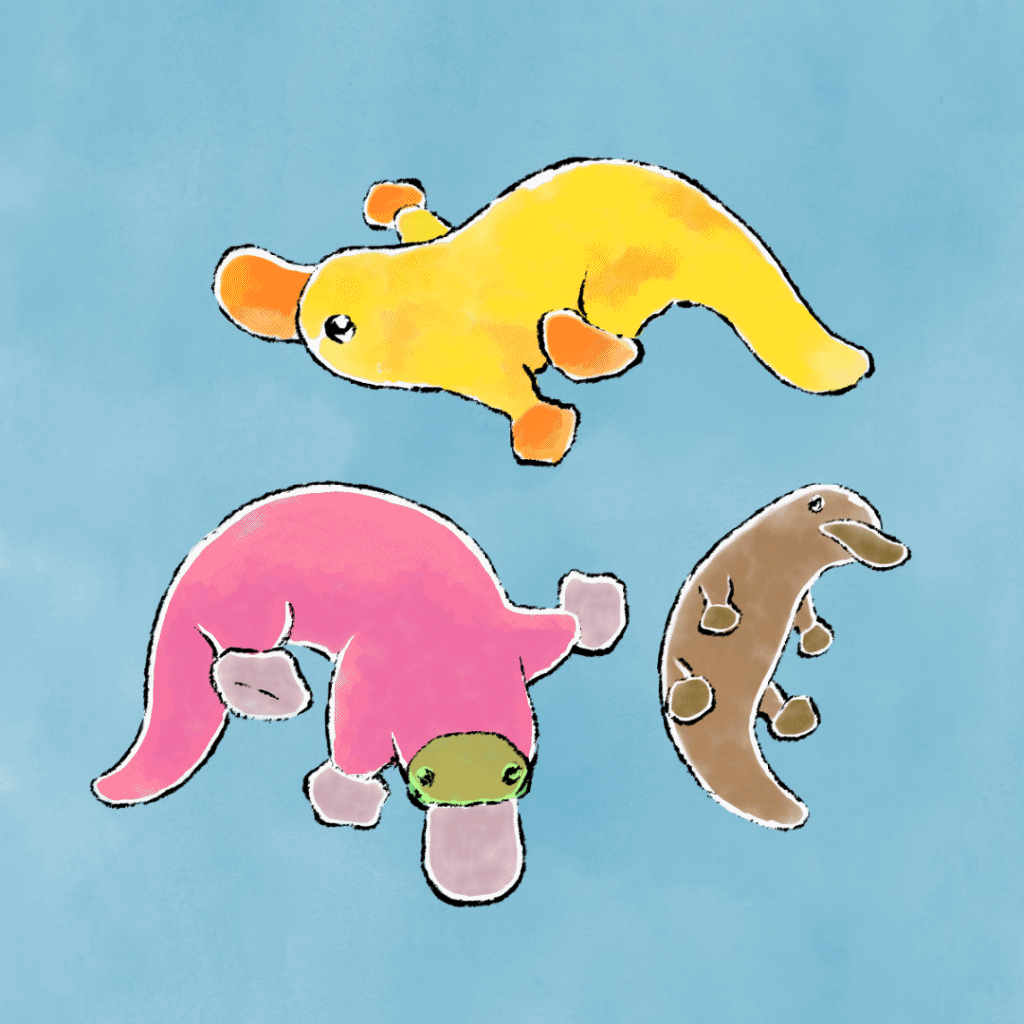 Indefina-billed Platypus