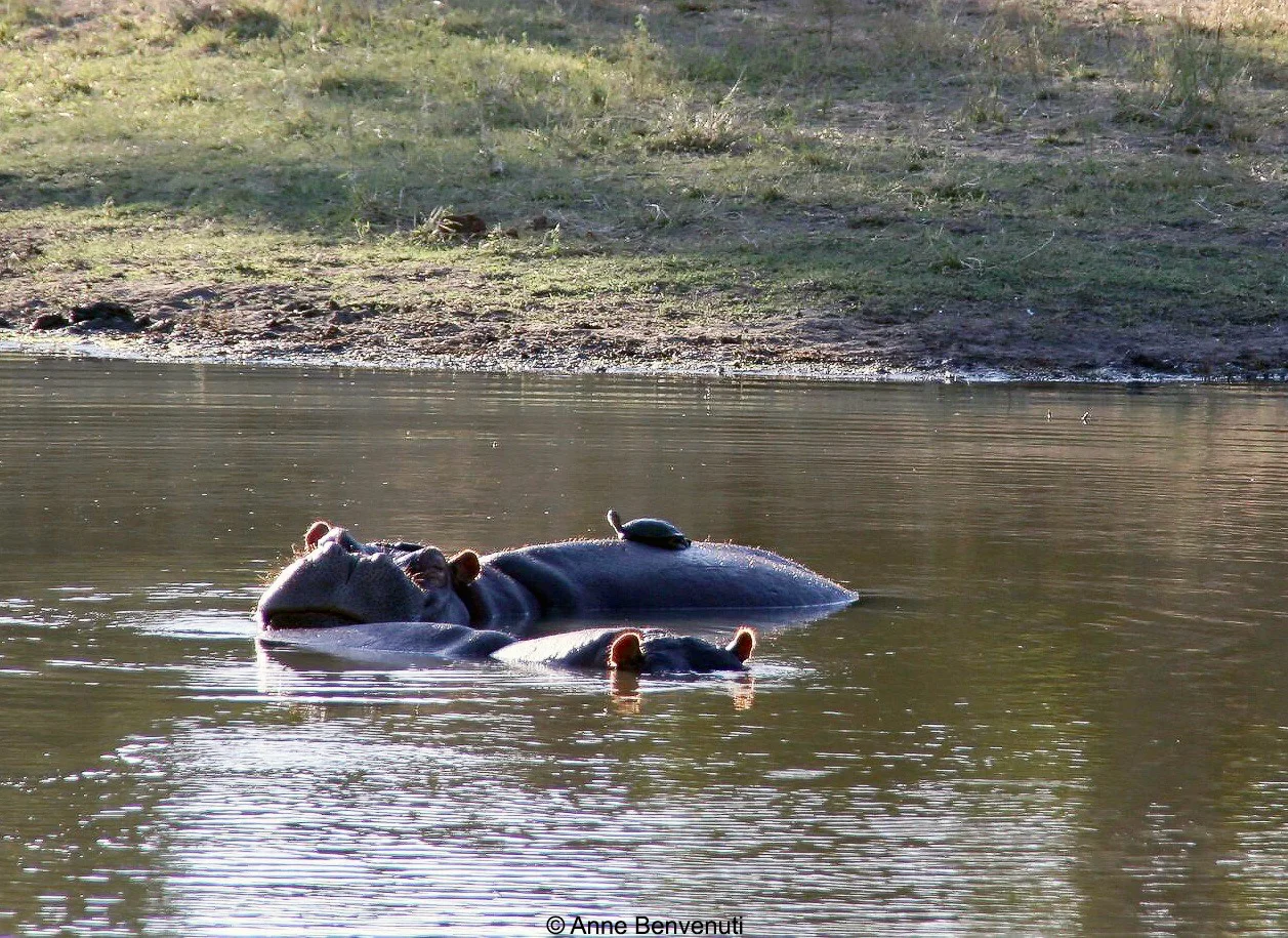 hippos w turtle (1) copy edit Wmark.jpg