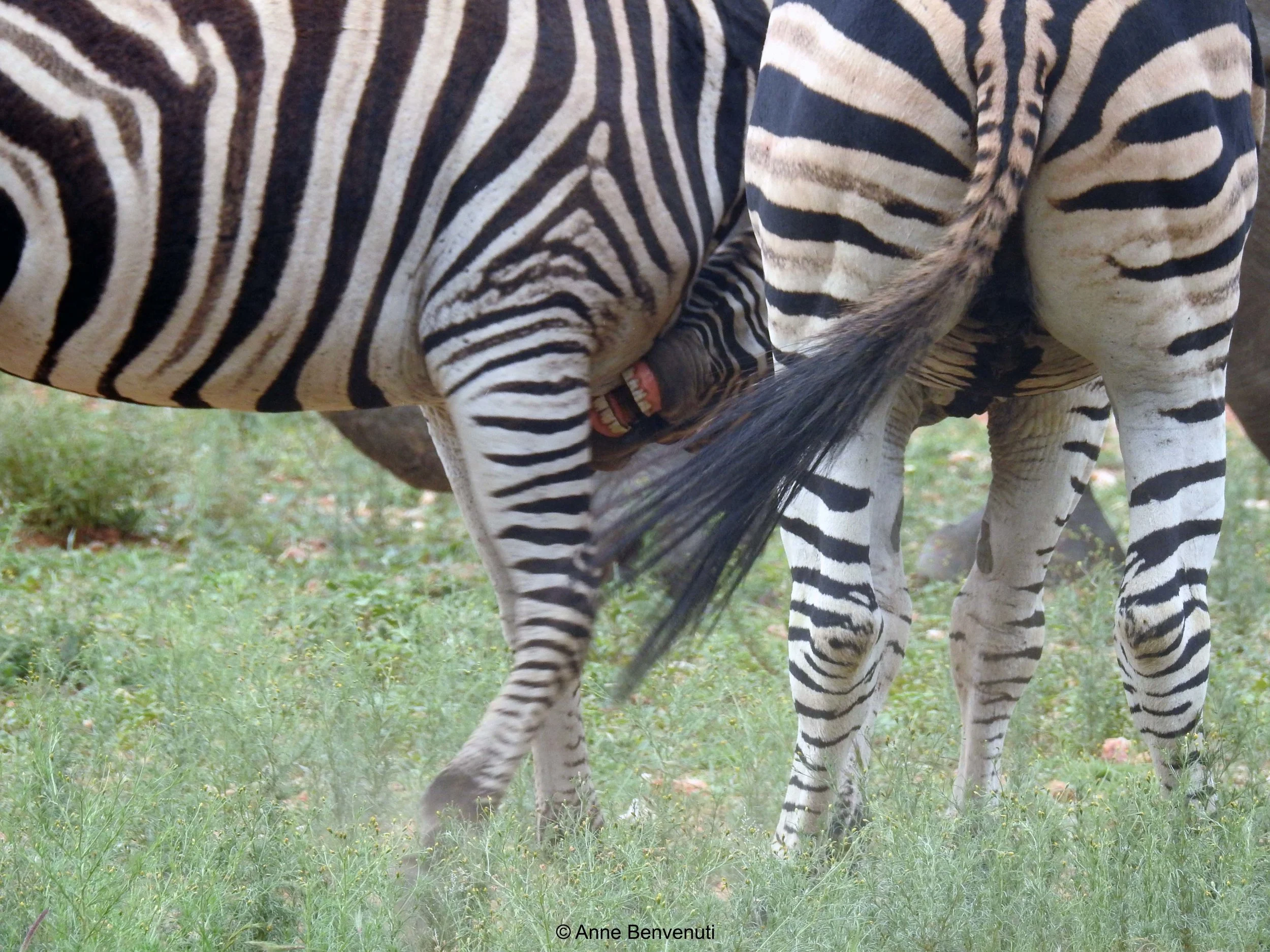 CRzebra fight!.jpg
