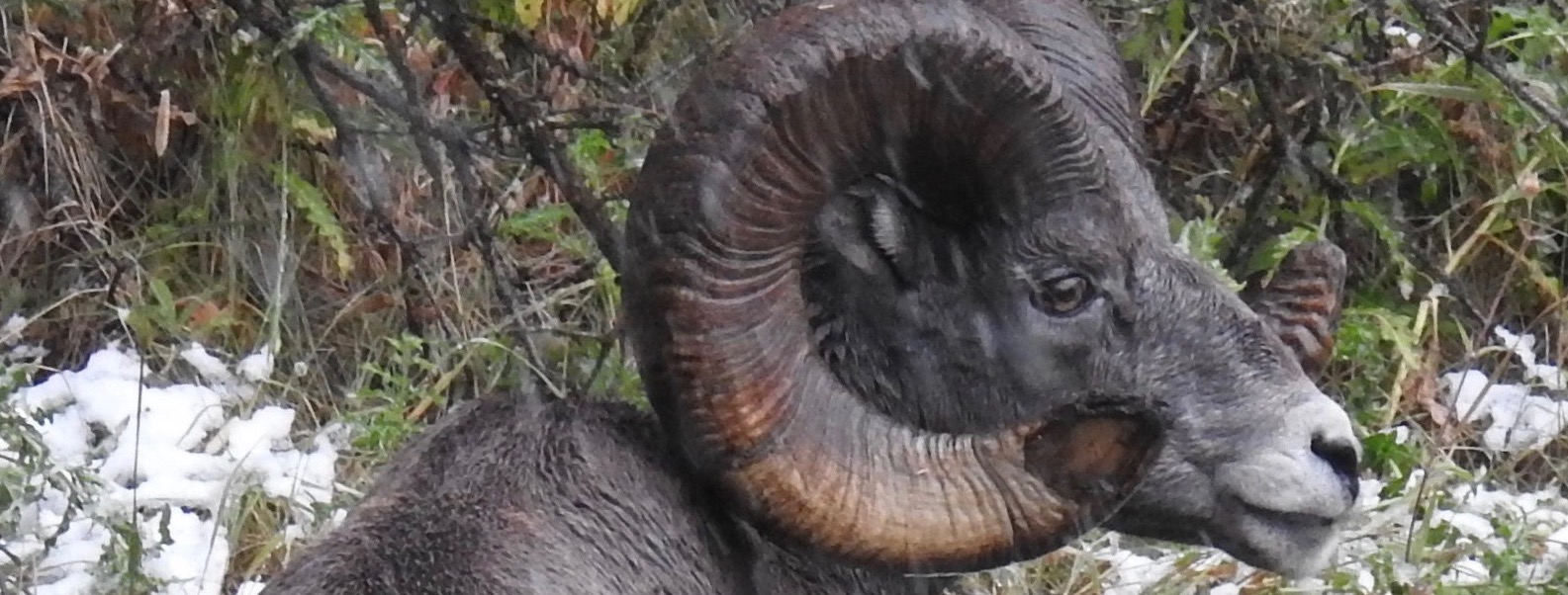 Bighorn sheep cropped.jpg