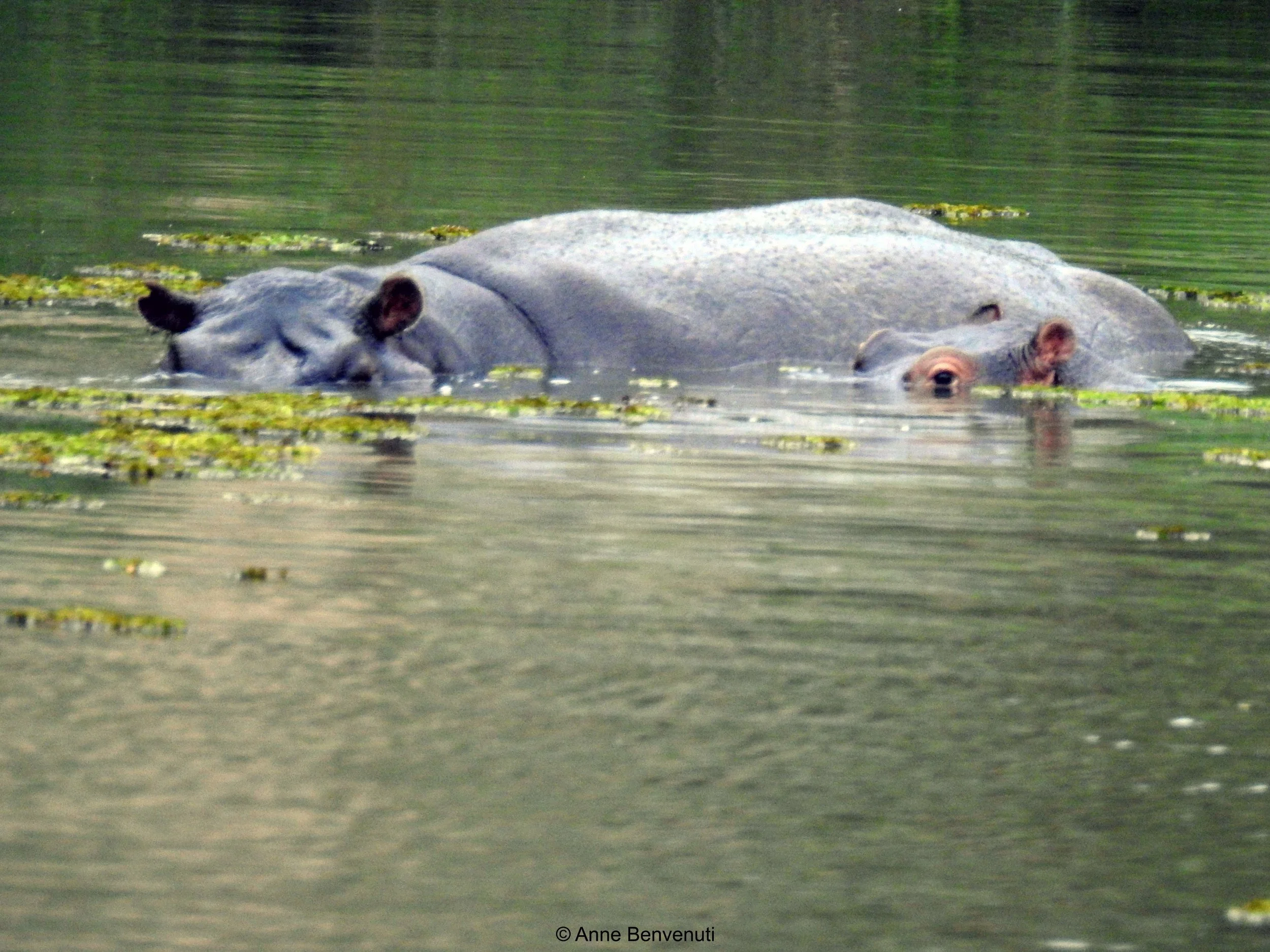 2 mother and baby hippo copy.jpg