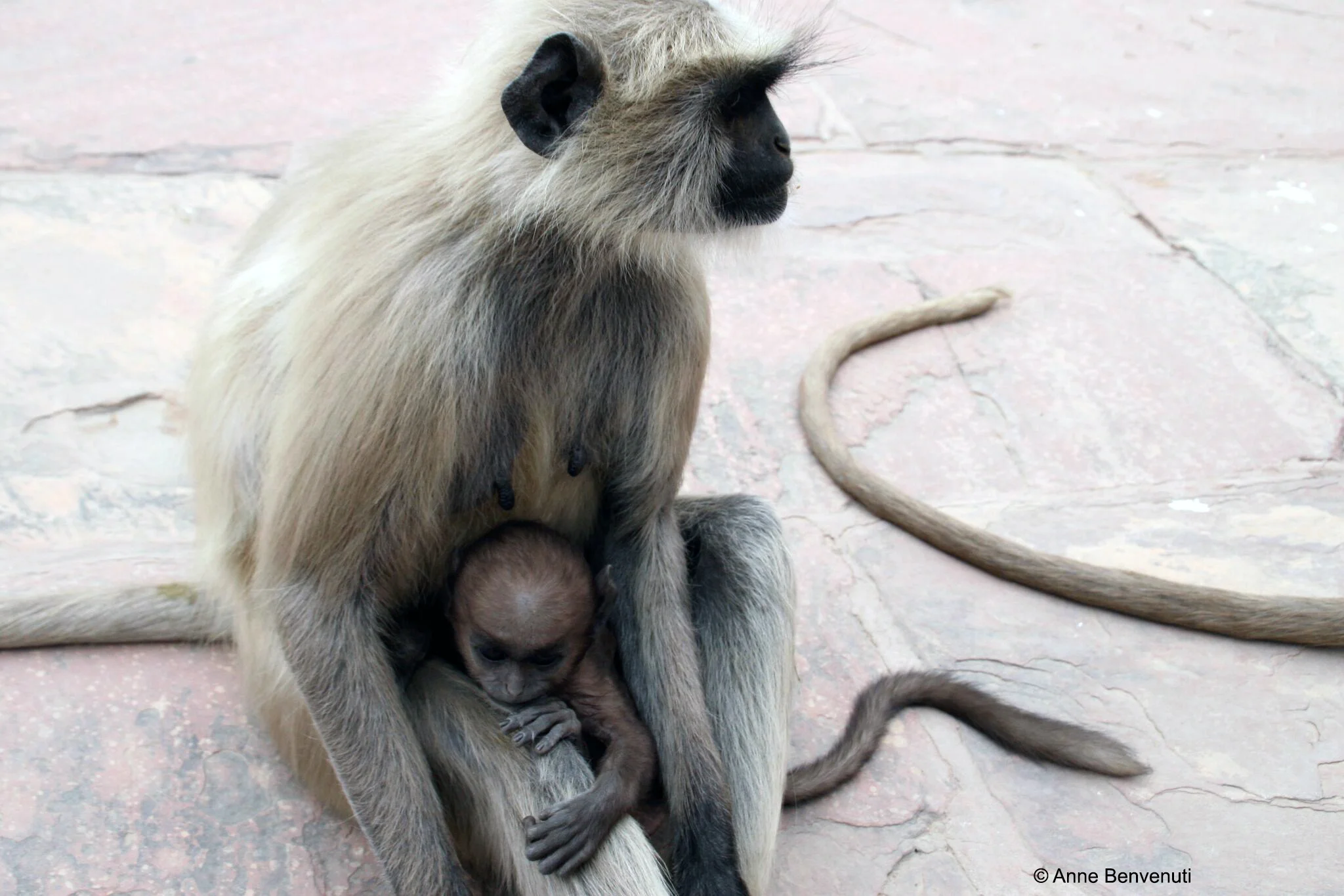 5 mom and baby monkey copy.jpg