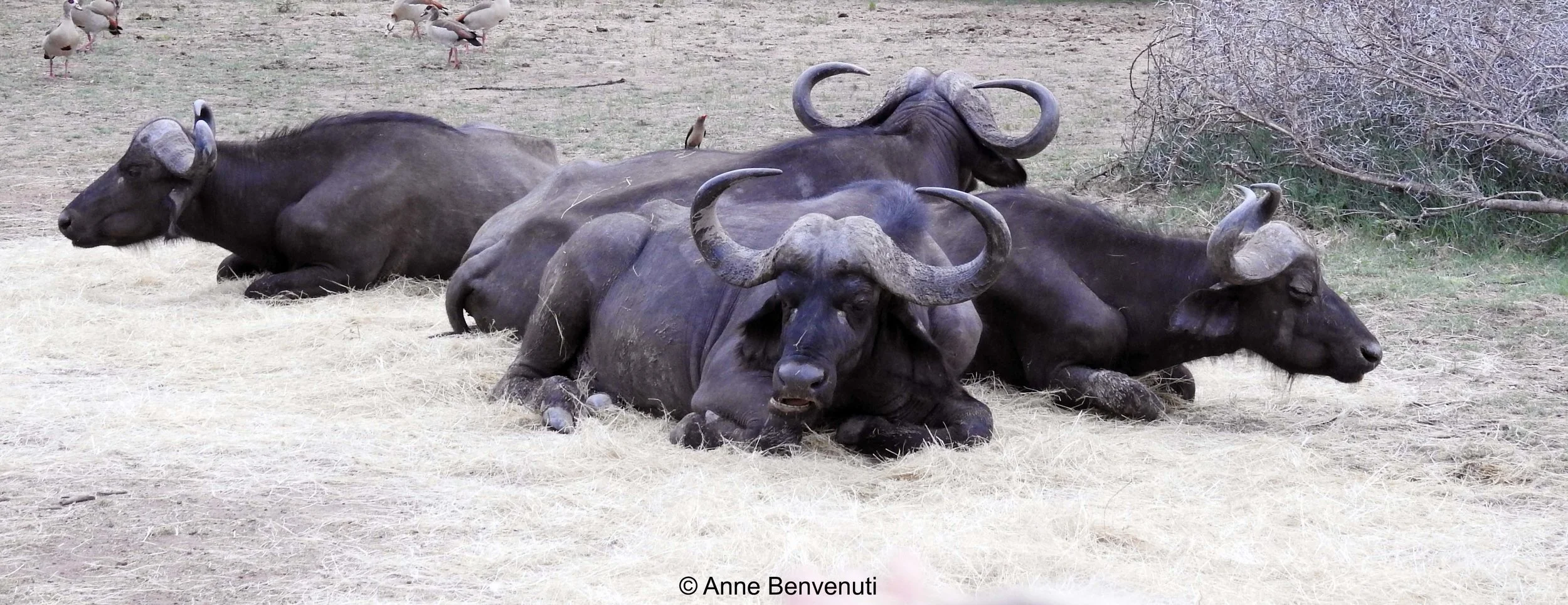 6 buffalo friends copy.jpg