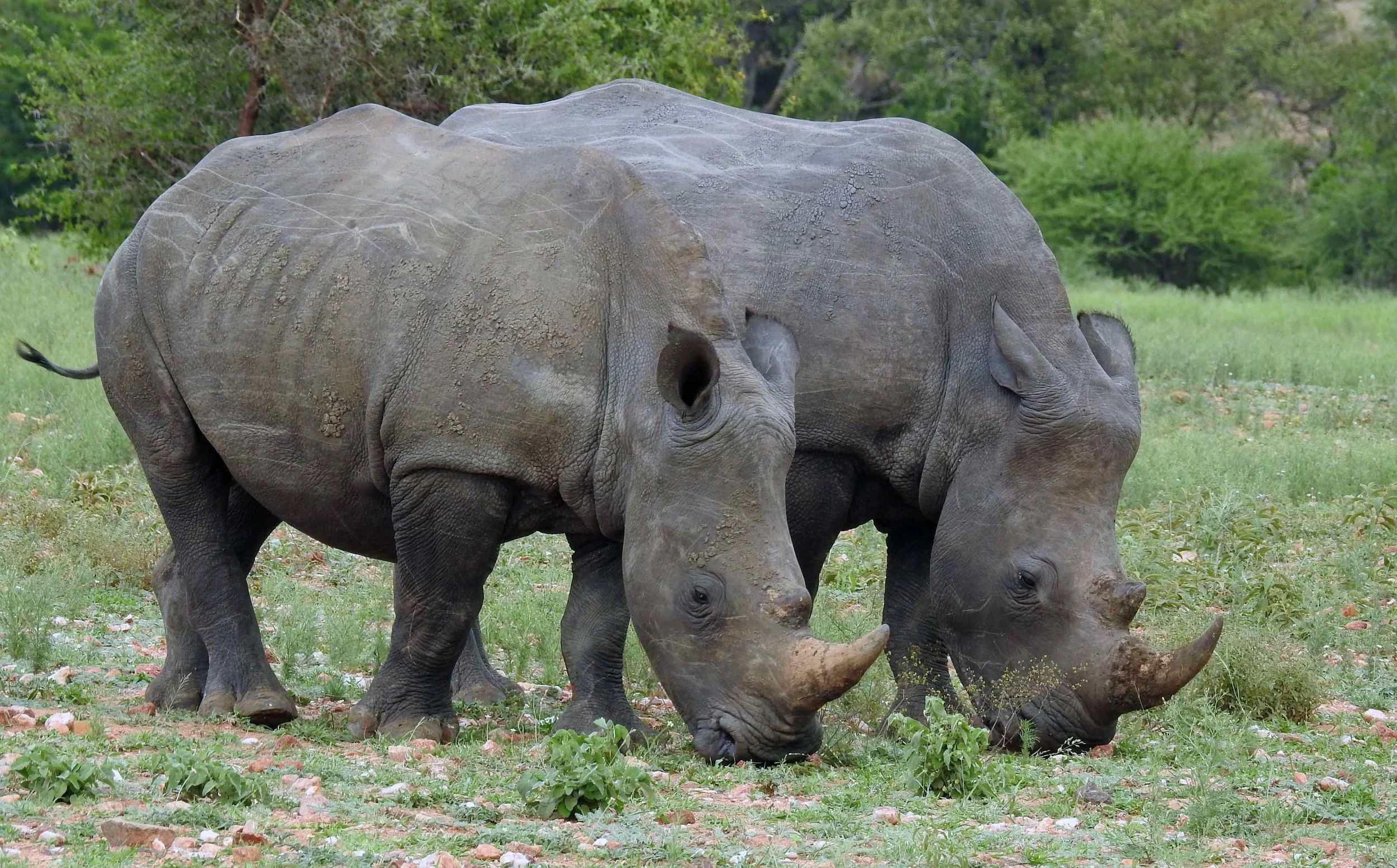 1 rhino friends copy.jpg