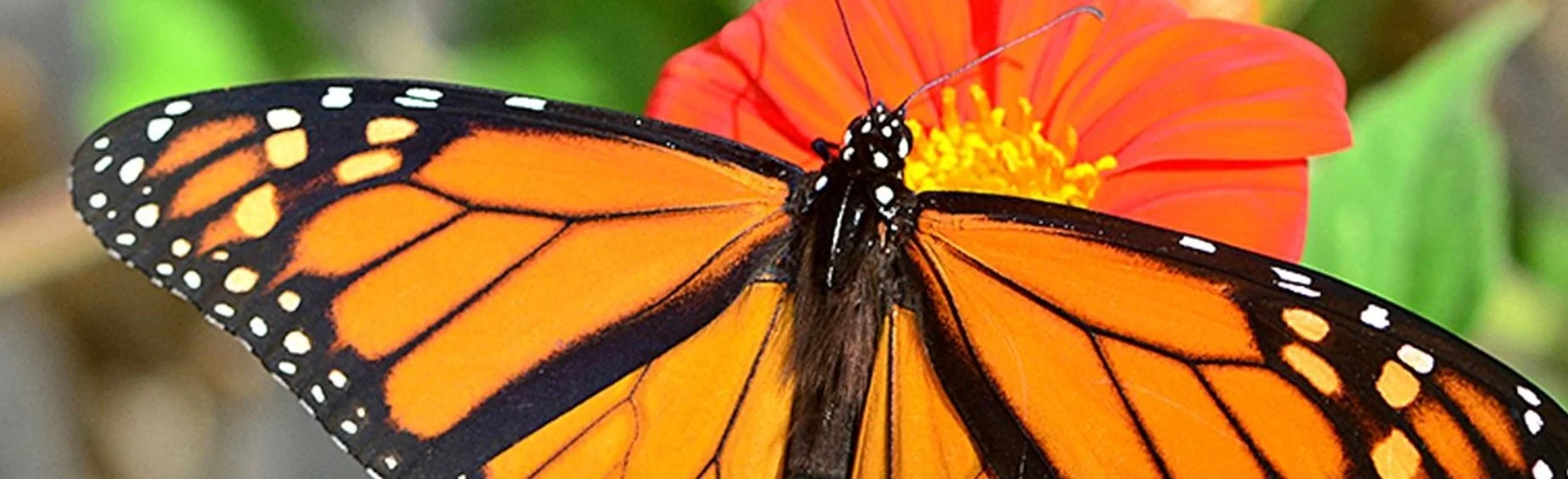 monarch2.jpg