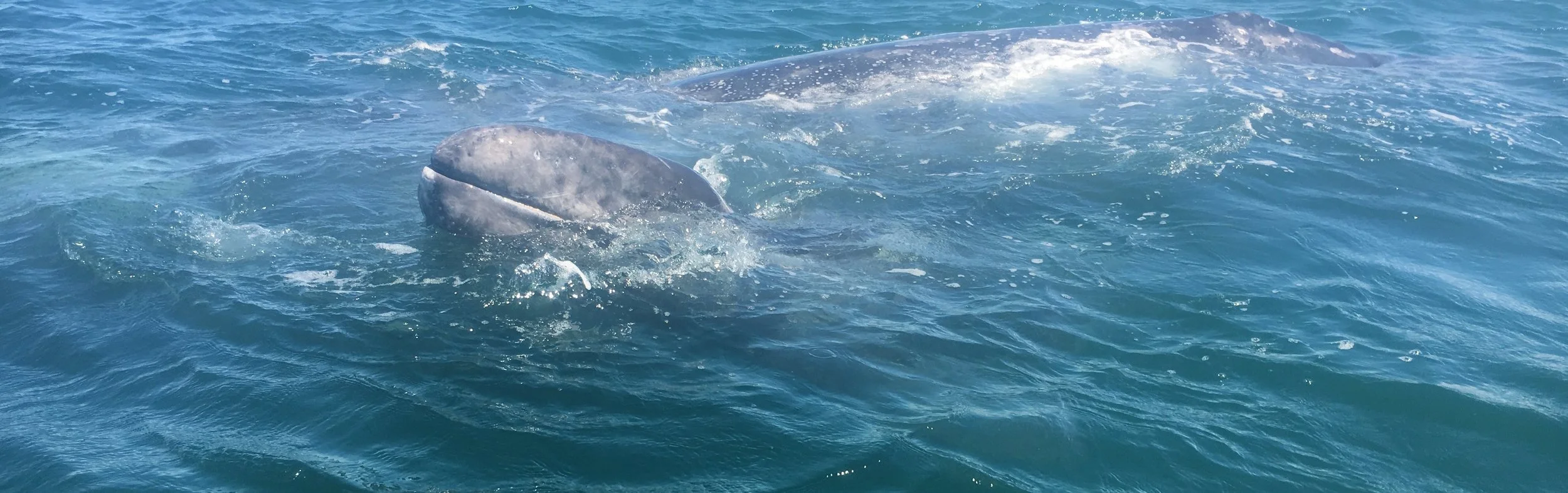 mamma and baby whale.jpg