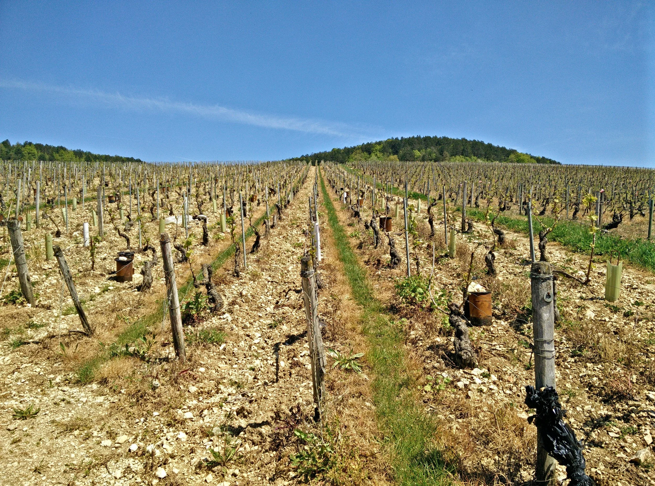 Walking around the Chablis grands crus: 'Valmur' in May 2016