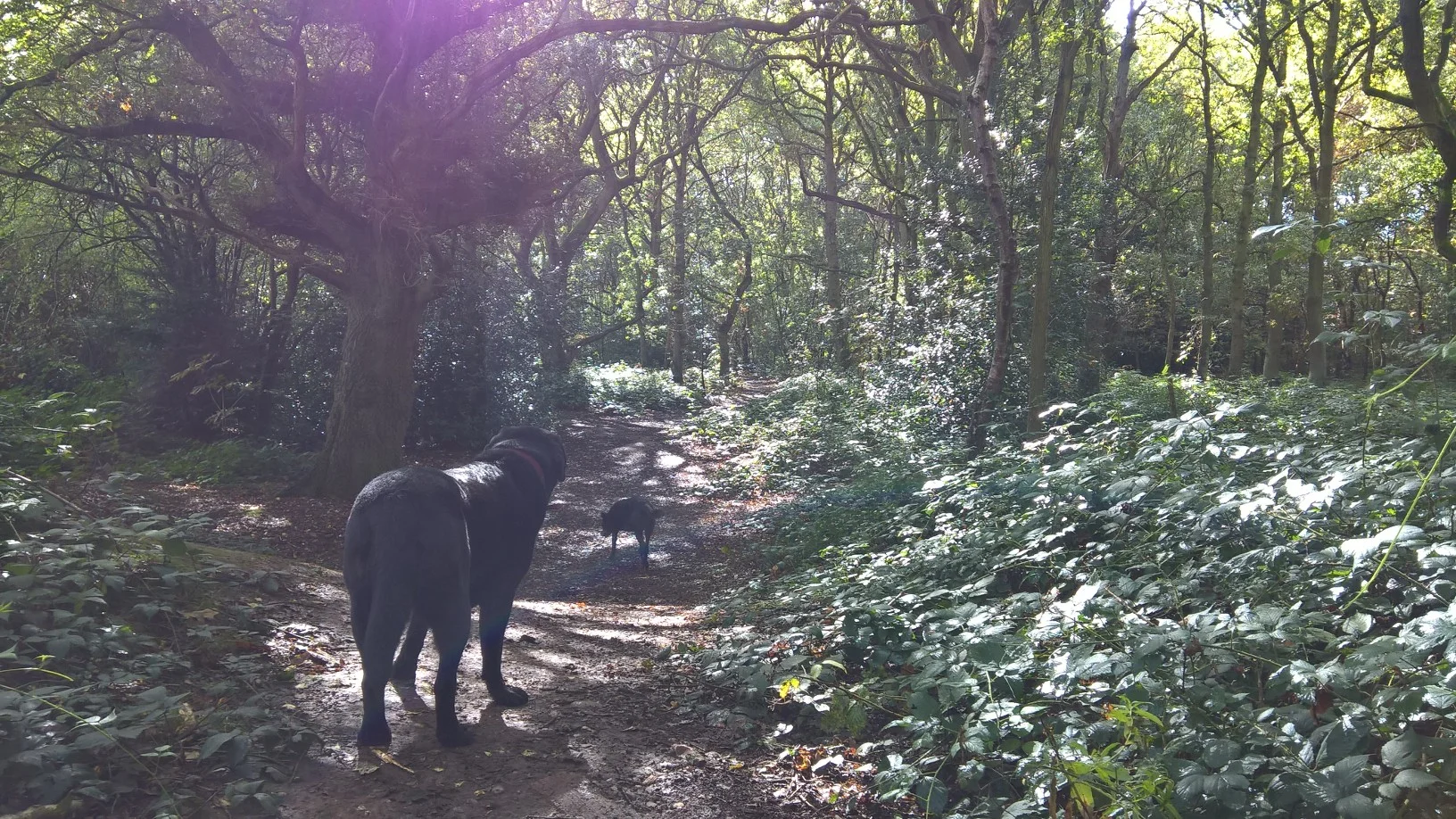 Roxy was happy to be out on a Shaws Paws walk again (Whittington Woods) after a long summer break for video footage please visit https://www.facebook.com/Shaws-Paws-242482045761881/