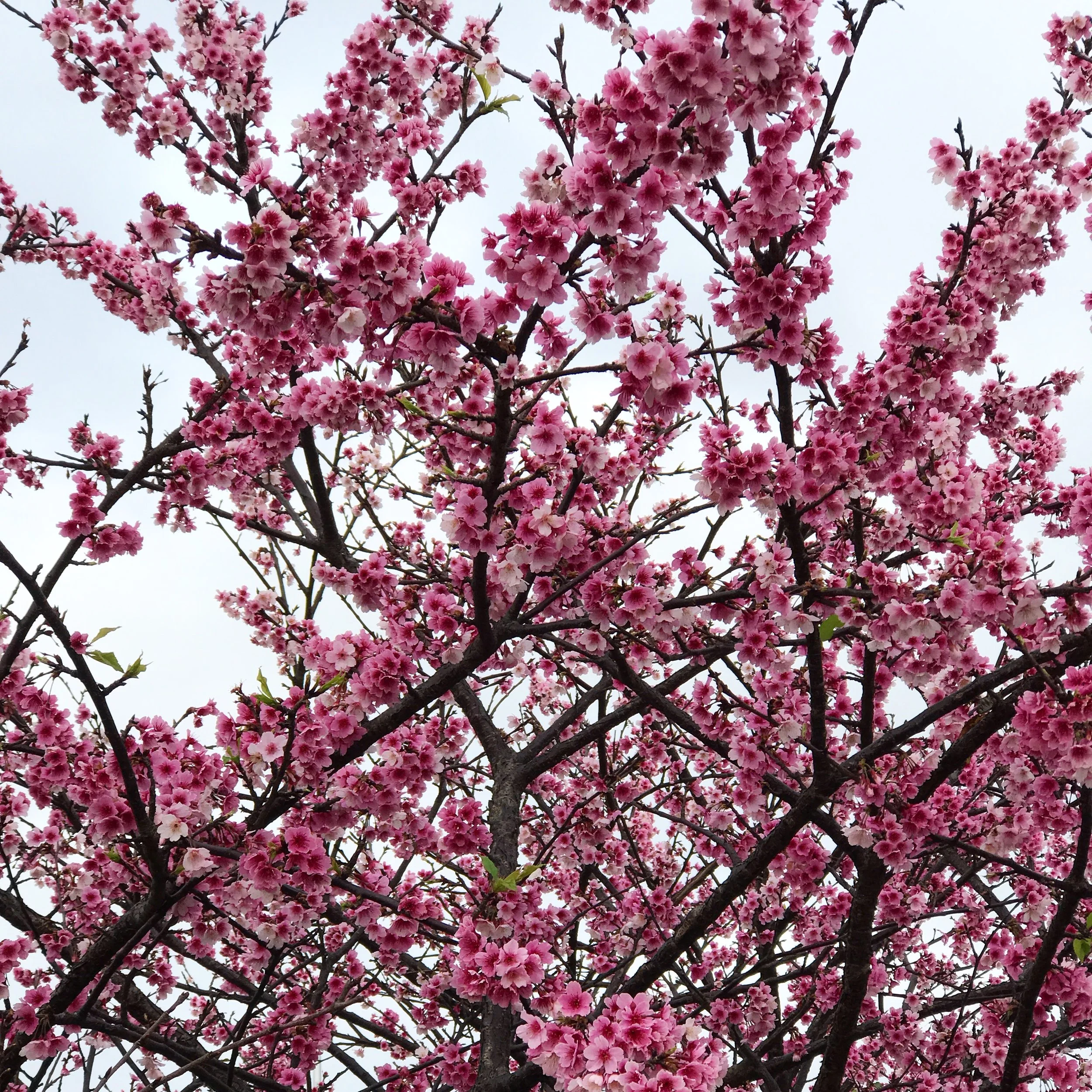 The Five Things: April Must-haves