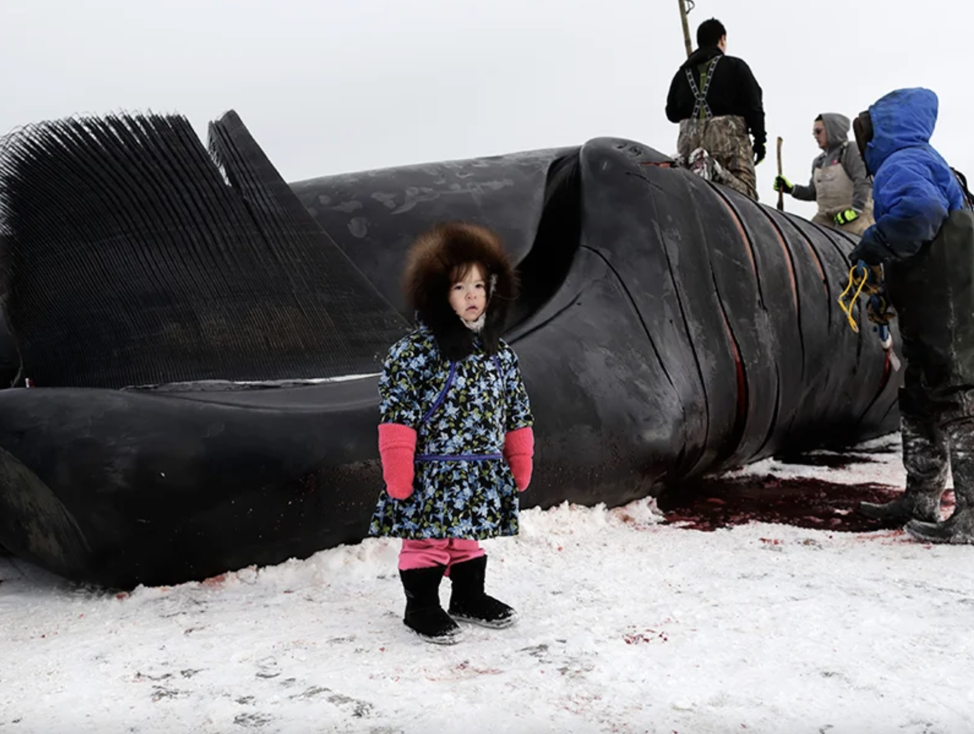 A Chilling Lifestyle in a Warm World