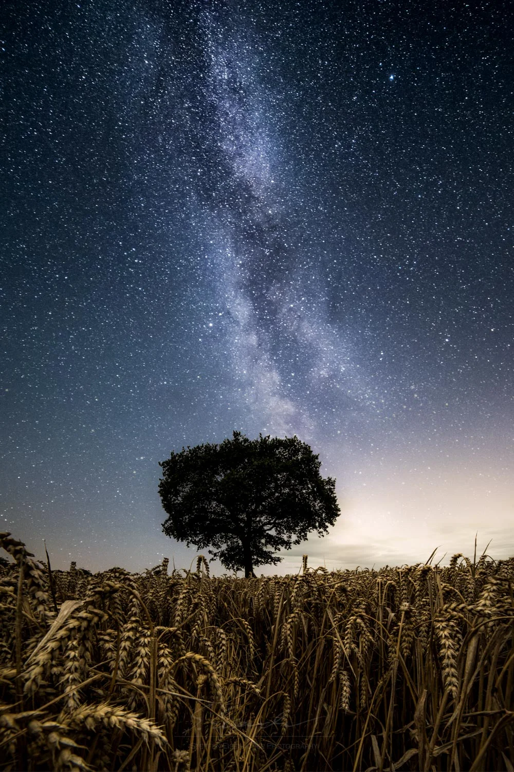 GERMANY_Tree composite dahme.jpg