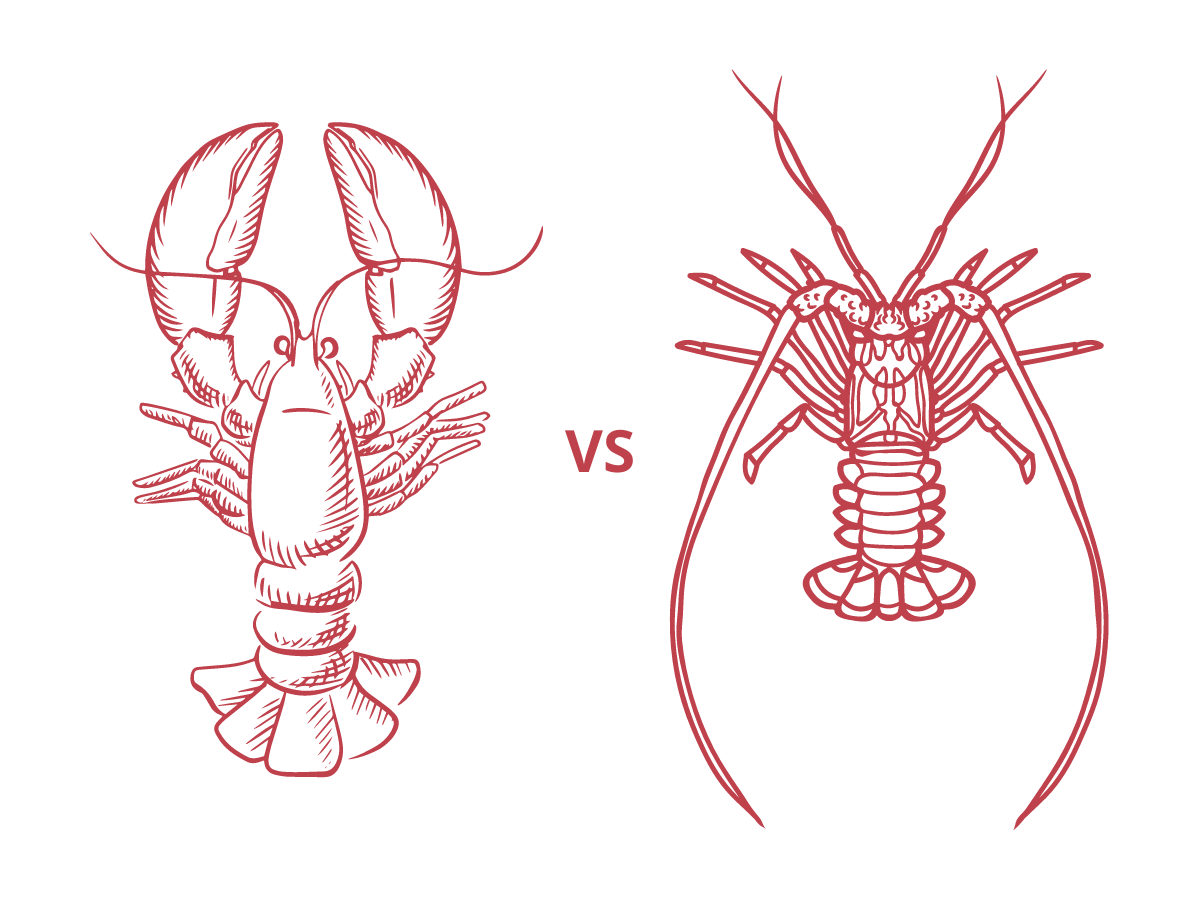 Lobster — SCALES & SHELLS