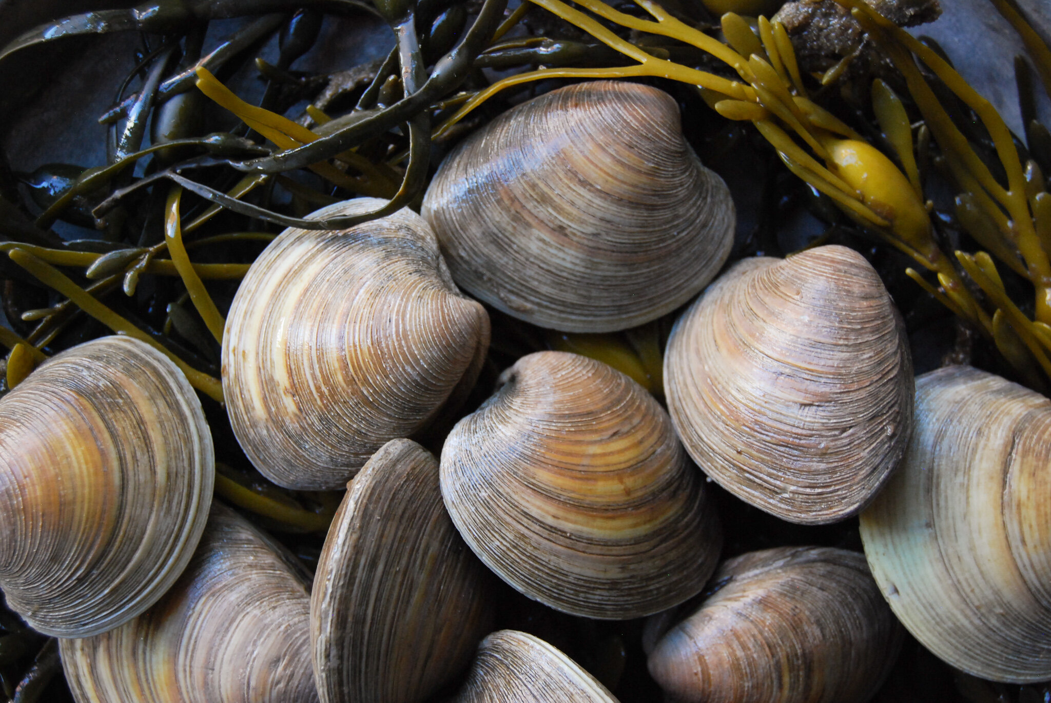 fish facts Clams — SCALES & SHELLS